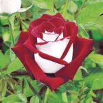 Qué significa Osiria Roses y cómo cultivarlas en tu jardín
