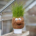 Qué significa ser una planta cabeza de semilla