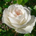 Qué significan las rosas Iceberg y cuál es su color