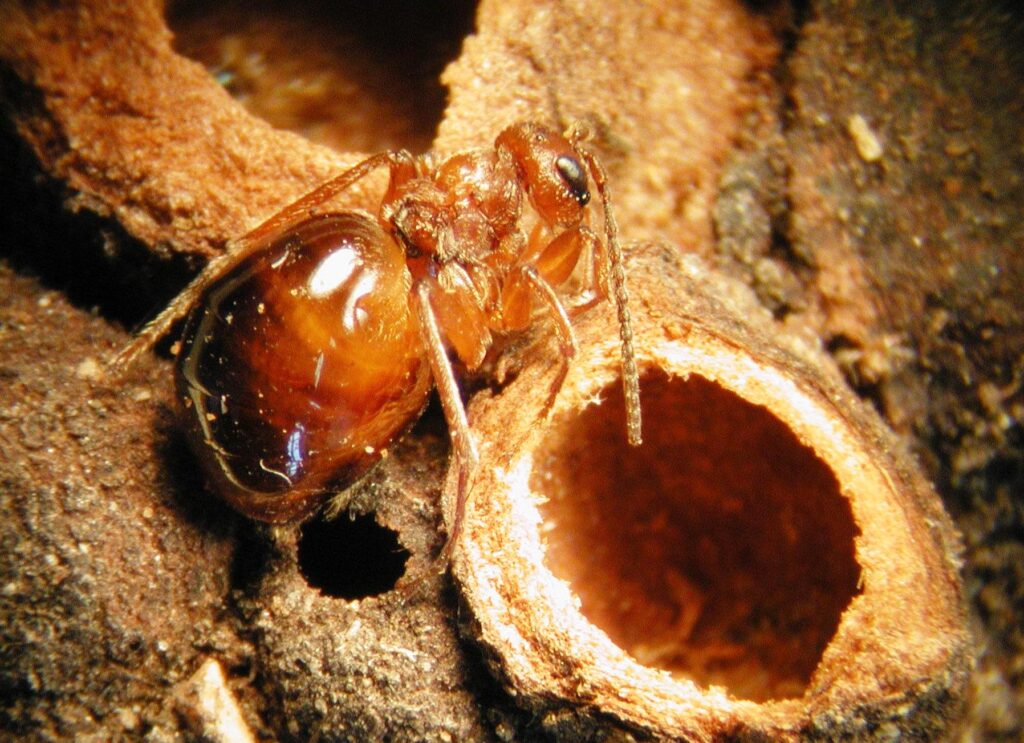 Qué son las agallas de la avispa tejedora y cómo manejarlas