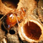 Qué son las agallas de la avispa tejedora y cómo manejarlas