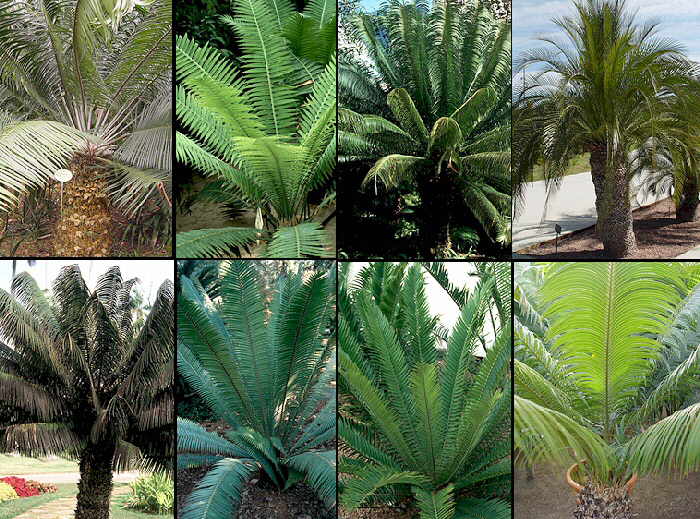 Qué son las cicadas y cómo cultivar plantas de cicadáceas