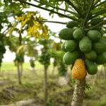 Qué son las papayas y qué cuidados requieren para su cultivo