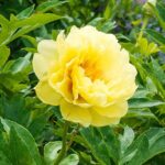 Qué son las peonías Itoh y cómo plantarlas en tu jardín