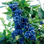 Qué son las plantas de arándanos resistentes al frío