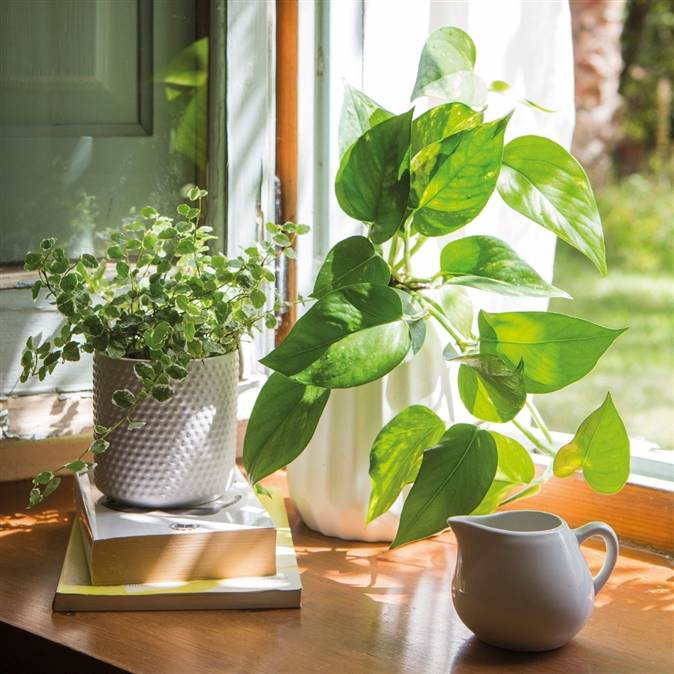 Qué son las plantas de pared y cuáles son sus cuidados principales