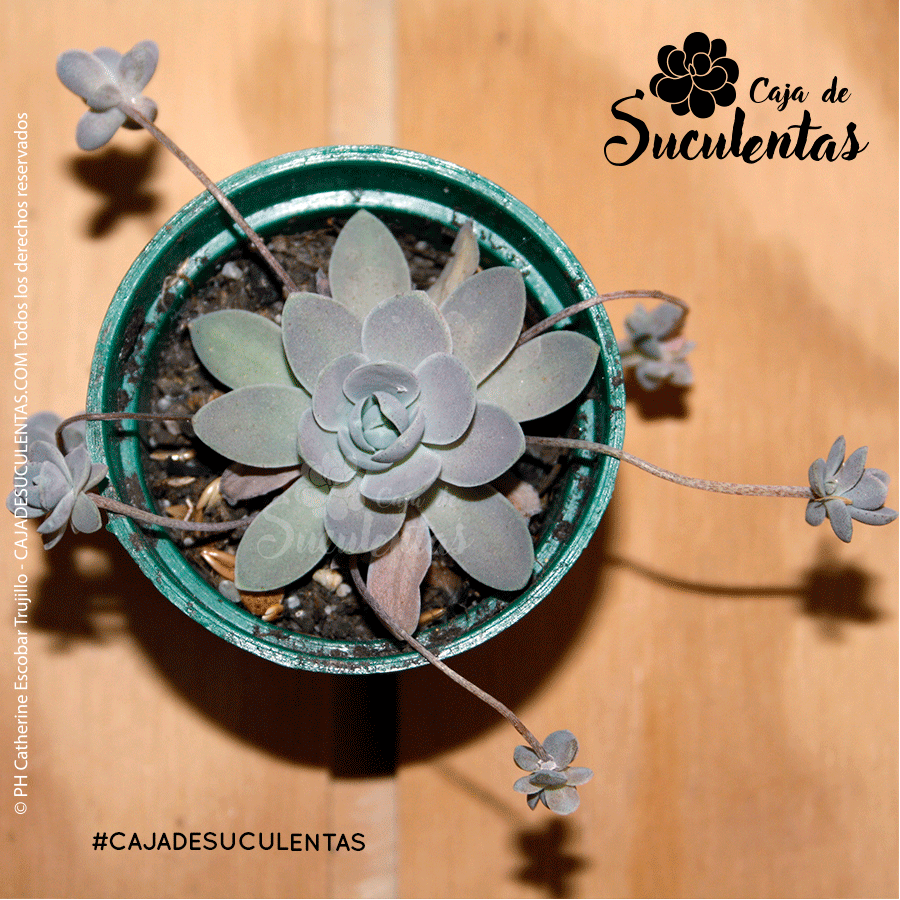 Qué son las Suculentas Monocárpicas y cómo cuidarlas