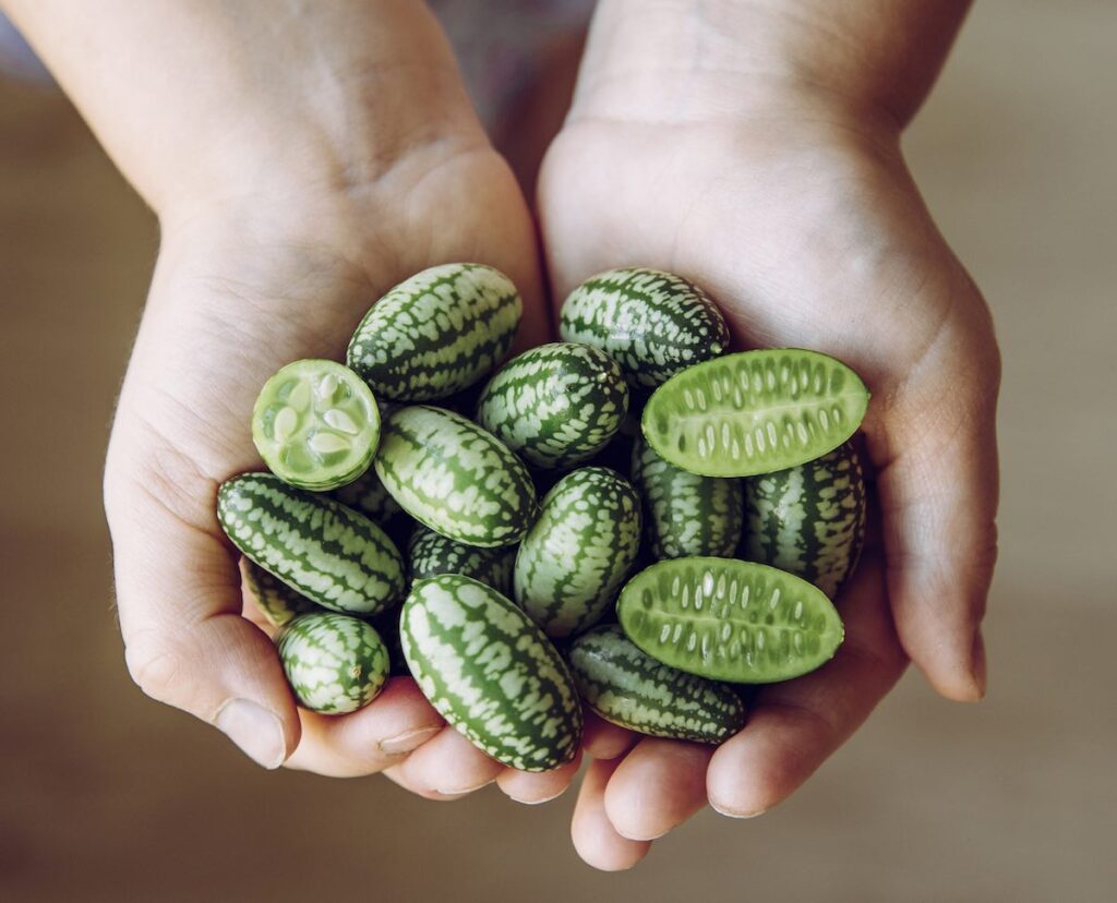 Qué son los cucamelones y cómo plantarlos