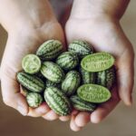 Qué son los cucamelones y cómo plantarlos