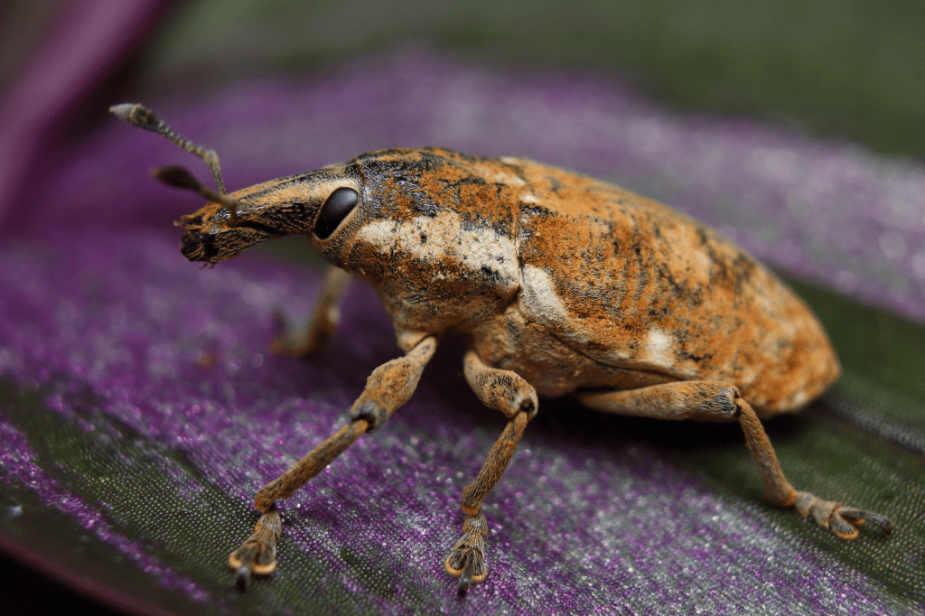 Qué son los gorgojos de la malva y cómo prevenir su daño