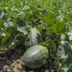 Qué son y cómo cultivar plantas de melón de Santa Claus