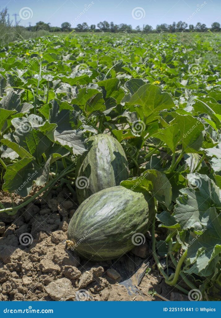 Qué son y cómo cultivar plantas de melón de Santa Claus