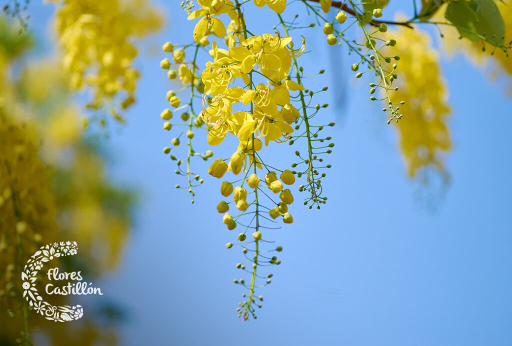 Qué sorpresas esconde la planta de Cassia