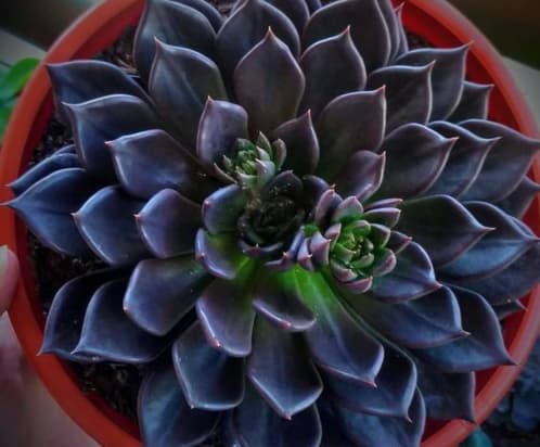 Qué tan atractivas son las suculentas negras