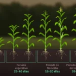 Qué técnicas se pueden utilizar para enderezar plantas de maíz caídas
