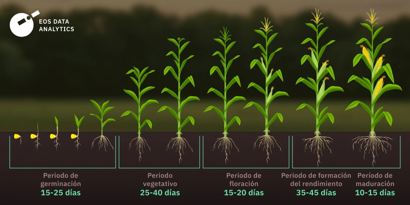 Qué técnicas se pueden utilizar para enderezar plantas de maíz caídas
