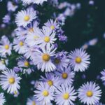 Qué Tienes que Saber sobre los Diversos Tipos de Aster