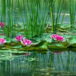 Qué tipo de flores crecen en los pantanos húmedos y encharcados