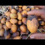 Qué tipo de frutos produce la palma de cola de caballo