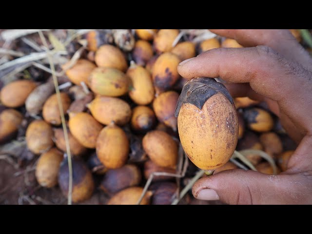 Qué tipo de frutos produce la palma de cola de caballo