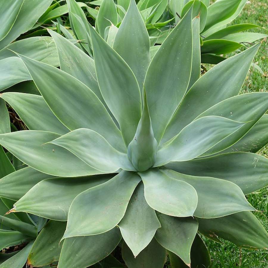 Qué tipos de agaves suelen cultivarse en jardines