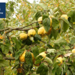 Qué tipos de árboles de membrillo son ideales para tu jardín