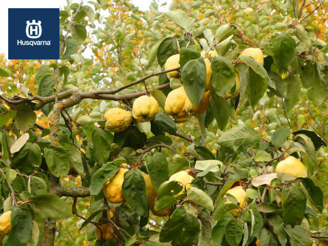Qué tipos de árboles de membrillo son ideales para tu jardín