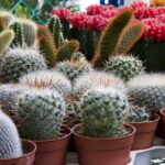 Qué tipos de cactus son adecuados para climas fríos