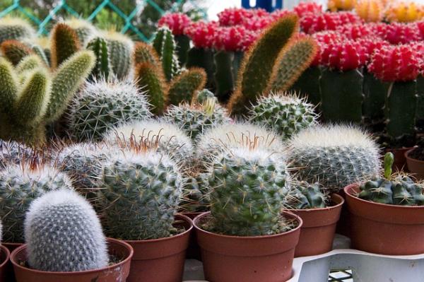 Qué tipos de cactus son adecuados para climas fríos