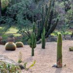 Qué tipos de cactus son ideales para decorar un jardín