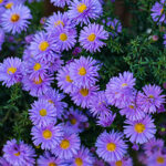 Qué tipos de flores púrpuras Aster común existen