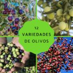 Qué tipos de olivos son resistentes al frío en la zona 7
