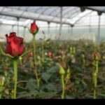 Qué tipos de rosas se pueden encontrar en un vivero