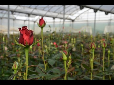 Qué tipos de rosas se pueden encontrar en un vivero