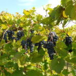 Qué tipos de uvas son ideales para cultivar en la Zona 5