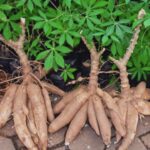 Qué tipos de yuca son ideales para cultivar en casa