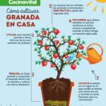 Qué tips debes seguir para cultivar granadas en maceta