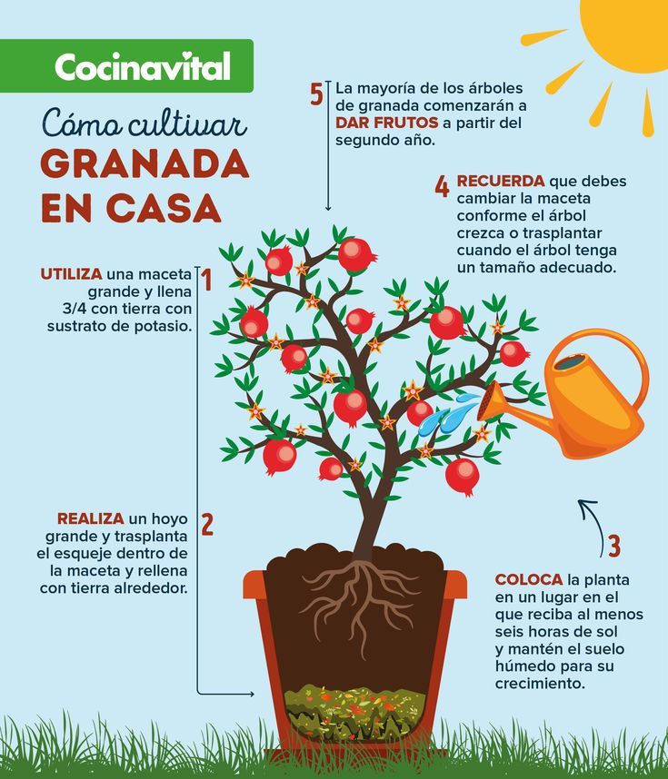 Qué tips debes seguir para cultivar granadas en maceta