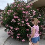 Qué variedades de adelfa son ideales para adornar tu jardín