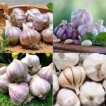 Qué variedades de ajo son ideales para cultivar en el jardín