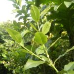 Qué variedades de árboles de laurel son comunes en Florida