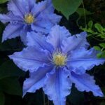 Qué variedades de Clematis son ideales para la Zona 9