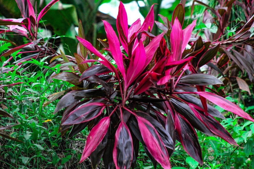 Qué variedades de cordyline son perfectas para tu jardín
