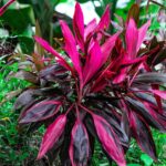 Qué variedades de cordyline son perfectas para tu jardín