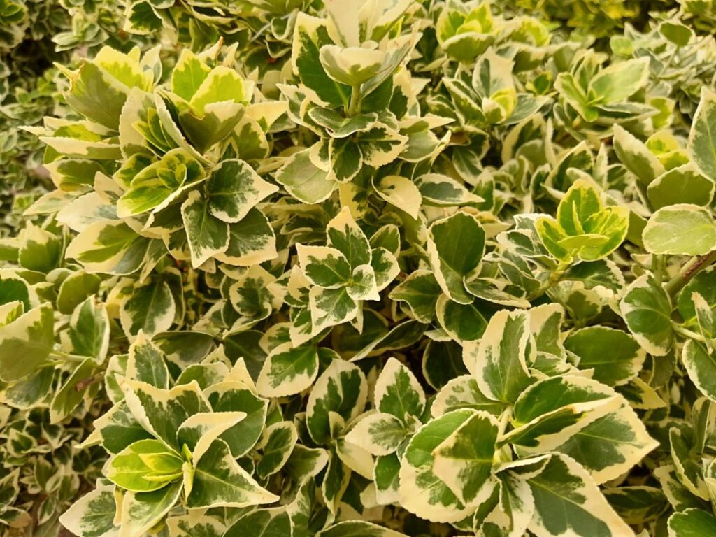 Qué variedades de Euonymus son ideales para tu jardín