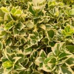 Qué variedades de Euonymus son ideales para tu jardín