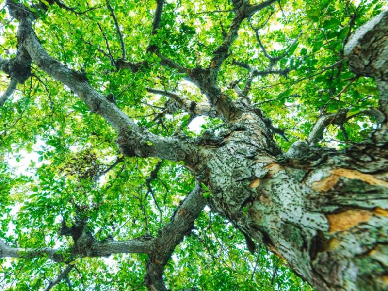 Qué variedades de hierbas leñosas te sorprenderán con su belleza