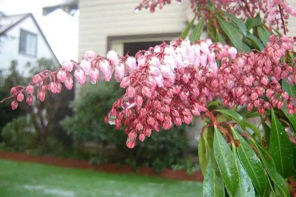 Qué variedades de la planta Pieris Japónica existen