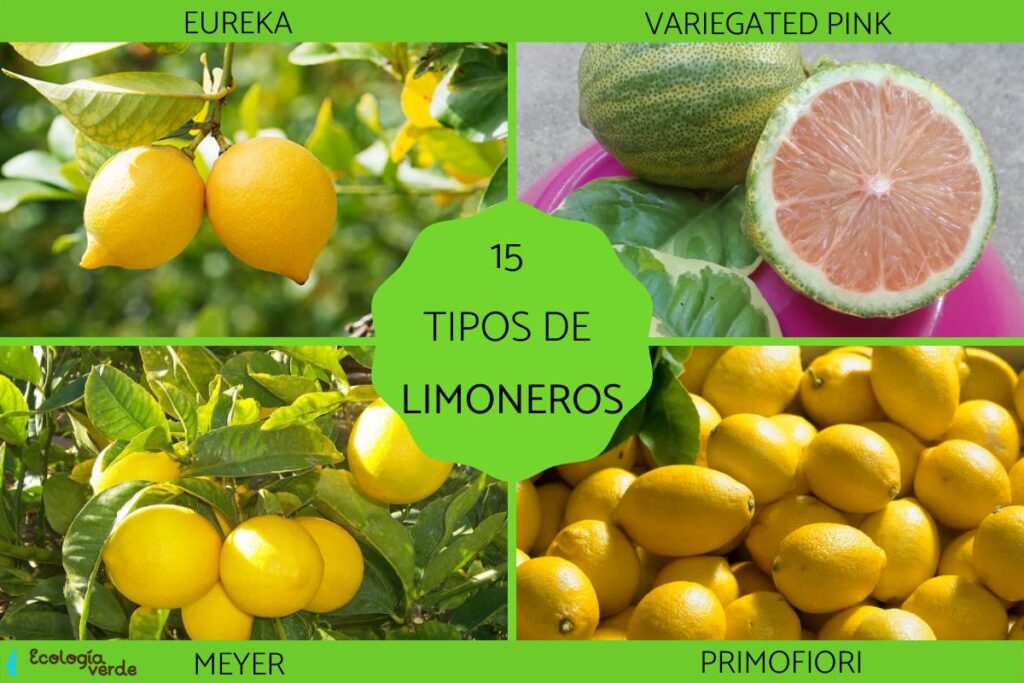 Qué variedades de limoneros son resistentes al frío