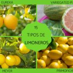 Qué variedades de limoneros son resistentes al frío